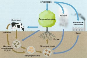 Bacterii de descompunere și degradare, care catalizează defalcarea proteinei, ureei, proteazei, celulozei