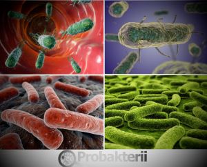 Bacterii de descompunere și degradare, care catalizează defalcarea proteinei, ureei, proteazei, celulozei