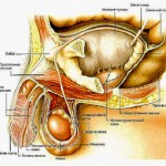 Balanoposthitis - okai, tünetei, kezelése