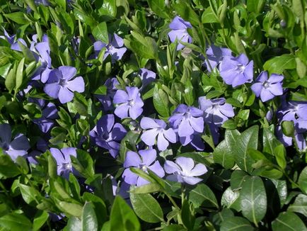 Periwinkle caracteristici cultivare, soiuri, utilizare