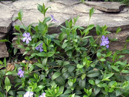 Periwinkle caracteristici cultivare, soiuri, utilizare