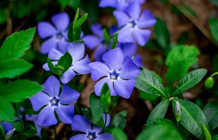 Periwinkle caracteristici cultivare, soiuri, utilizare