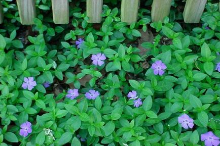 Periwinkle caracteristici cultivare, soiuri, utilizare