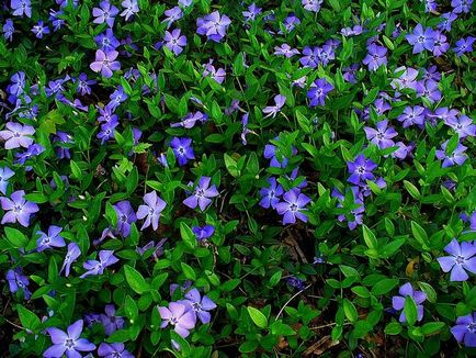 Periwinkle caracteristici cultivare, soiuri, utilizare