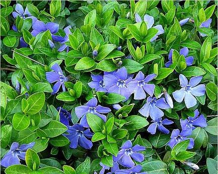 Periwinkle caracteristici cultivare, soiuri, utilizare