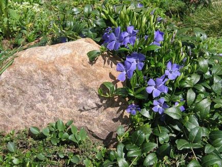 Periwinkle caracteristici cultivare, soiuri, utilizare