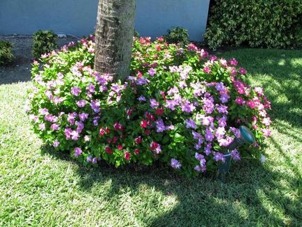 Periwinkle caracteristici cultivare, soiuri, utilizare