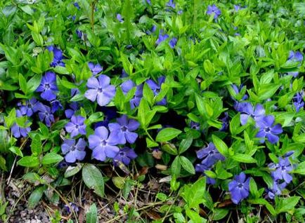 Periwinkle caracteristici cultivare, soiuri, utilizare