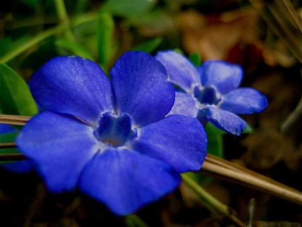 Periwinkle caracteristici cultivare, soiuri, utilizare