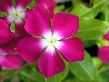 Periwinkle caracteristici cultivare, soiuri, utilizare