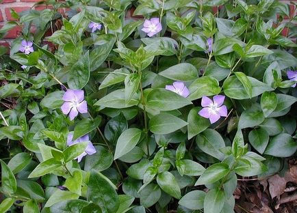 Periwinkle caracteristici cultivare, soiuri, utilizare