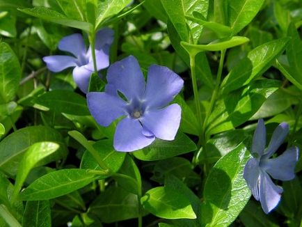 Periwinkle caracteristici cultivare, soiuri, utilizare