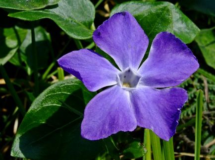 Periwinkle caracteristici cultivare, soiuri, utilizare