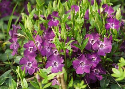 Periwinkle caracteristici cultivare, soiuri, utilizare