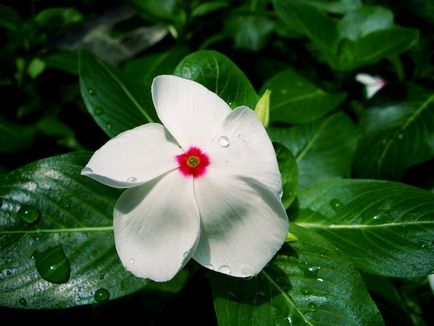 Periwinkle caracteristici cultivare, soiuri, utilizare