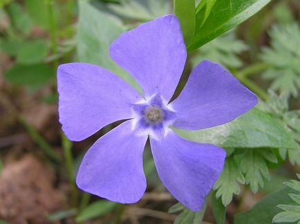 Periwinkle caracteristici cultivare, soiuri, utilizare