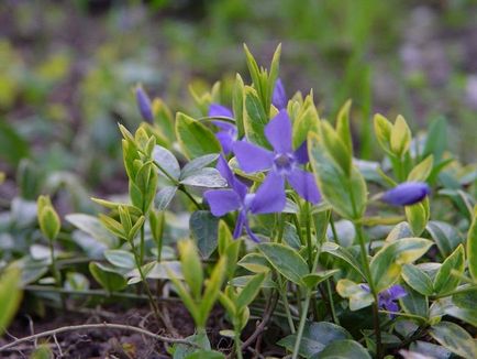 Periwinkle caracteristici cultivare, soiuri, utilizare