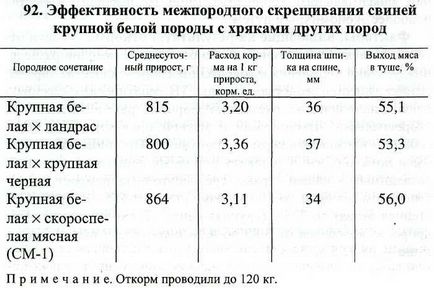 беконний відгодівлю