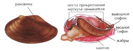 Bezubka (caracteristică și structură), zoologie