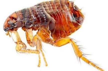 Fleas în diagnosticul de papagali, simptome, tratamentul puricilor la un papagal