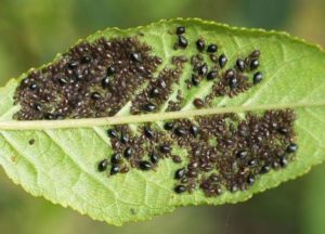 Bobovnik fotografie de plantare și de îngrijire a varietăților populare de tufiș, reproducere, boli și dăunători, ambele