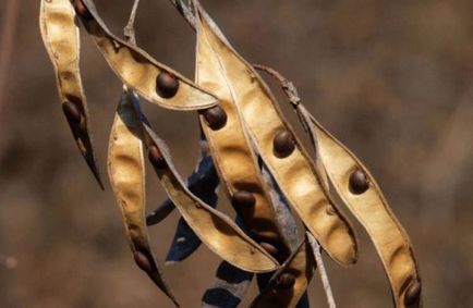 Bobovnik fotografie de plantare și de îngrijire a varietăților populare de tufiș, reproducere, boli și dăunători, ambele