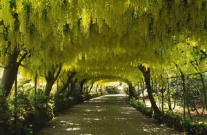 Bobovnik fotografie de plantare și de îngrijire a varietăților populare de tufiș, reproducere, boli și dăunători, ambele