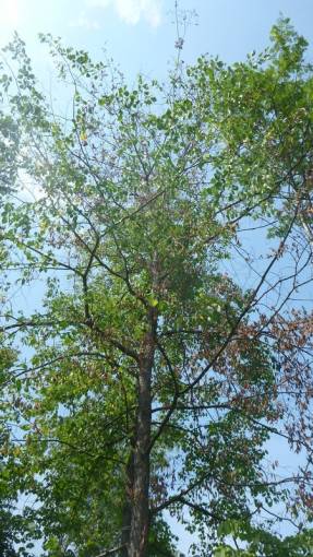 Boli și dăunători ai pomilor ornamentali și pomi fructiferi în sezonul 2013