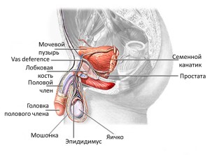 Хвороби яєчок у чоловіків симптоми, профілактика, лікування