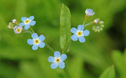 Mocsári növények Dactylorhiza Oroszország, crybaby verbolisty, mocsár, körömvirág - leírások és fényképek