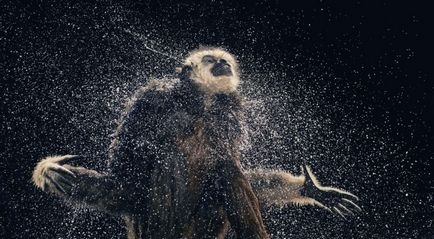 Mai mult decât un om »capodopere de animale sălbatice în fotografiile lui Tim Flach