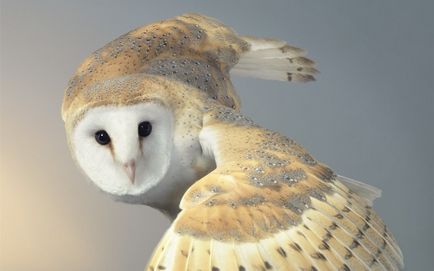 Mai mult decât un om »capodopere de animale sălbatice în fotografiile lui Tim Flach