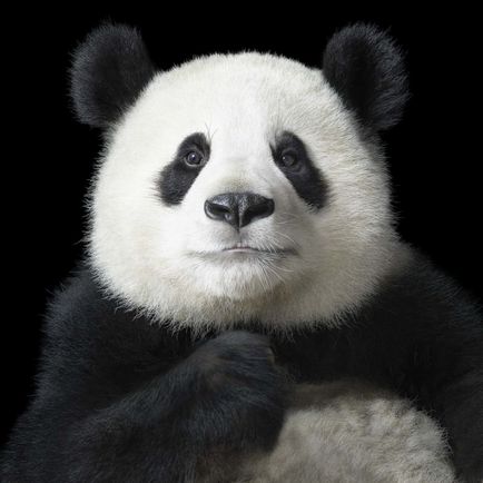 Mai mult decât un om »capodopere de animale sălbatice în fotografiile lui Tim Flach