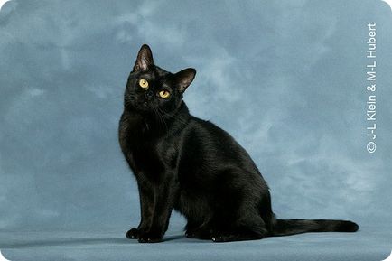 Бомбейська кішка, фотографії бомбейської кішки