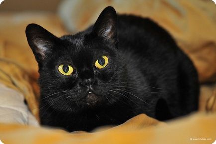 Бомбейська кішка, фотографії бомбейської кішки