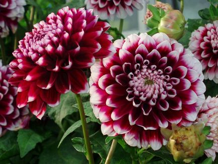 Dahlia plantare și îngrijire, note, fotografii, video