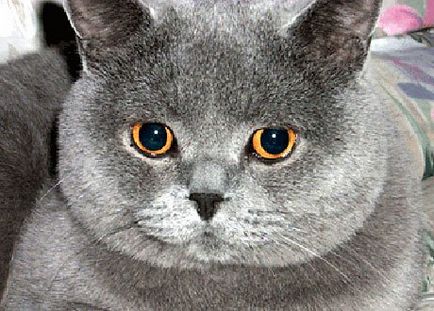 British Shorthair cat