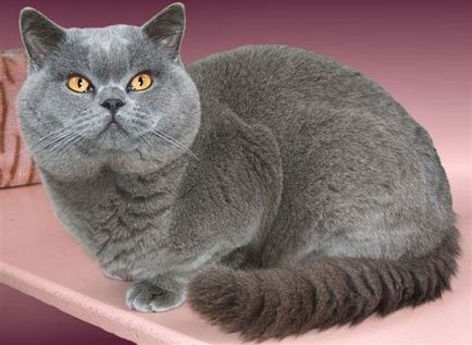 British Shorthair cat