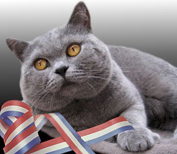 British Shorthair cat