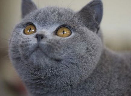 British Shorthair cat