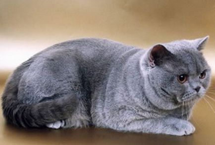 British Shorthair cat