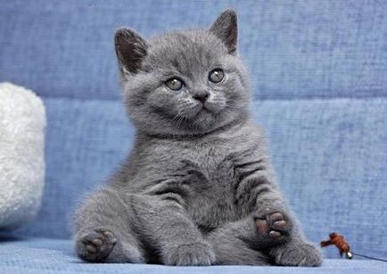 British Shorthair cat