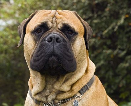 Bullmastiff este un ajutor liniștit și neînfricat