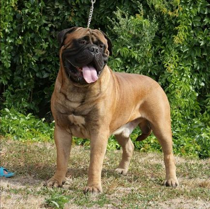 Bullmastiff este un ajutor liniștit și neînfricat