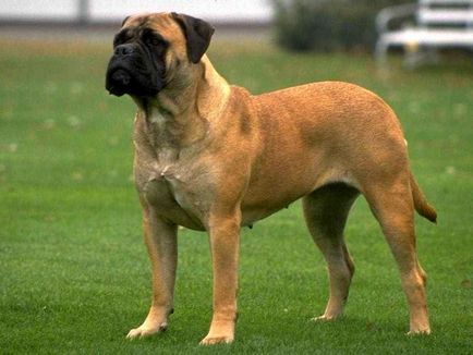 Bullmastiff este un ajutor liniștit și neînfricat