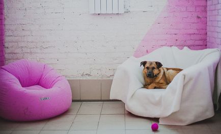 Központ szocializáció és Zoogostinitsa «rusdoghouse» - hangulat jó (középen) Központ szocializáció és Zoogostinitsa «rusdoghouse» - hangulat jó