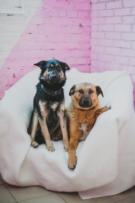 Központ szocializáció és Zoogostinitsa «rusdoghouse» - hangulat jó (Zoogostinitsa) Központ szocializáció és Zoogostinitsa «rusdoghouse» - hangulat jó