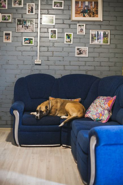 Központ szocializáció és Zoogostinitsa «rusdoghouse» - hangulat jó (középen) Központ szocializáció és Zoogostinitsa «rusdoghouse» - hangulat jó