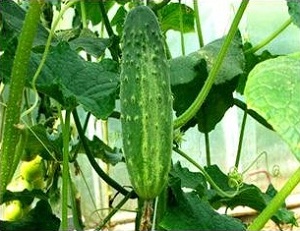 Чим удобрювати огірки в городі і в теплиці