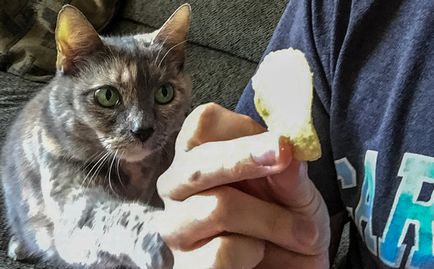 Chips-uri la pisici - pot să dau, pisică și pisică